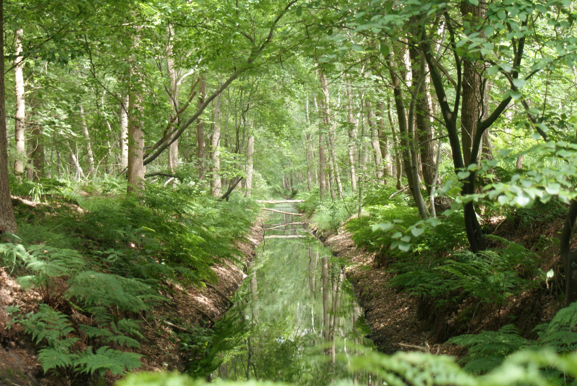 Liefde voor de natuur, kijk eens hoe mooi dit bos is