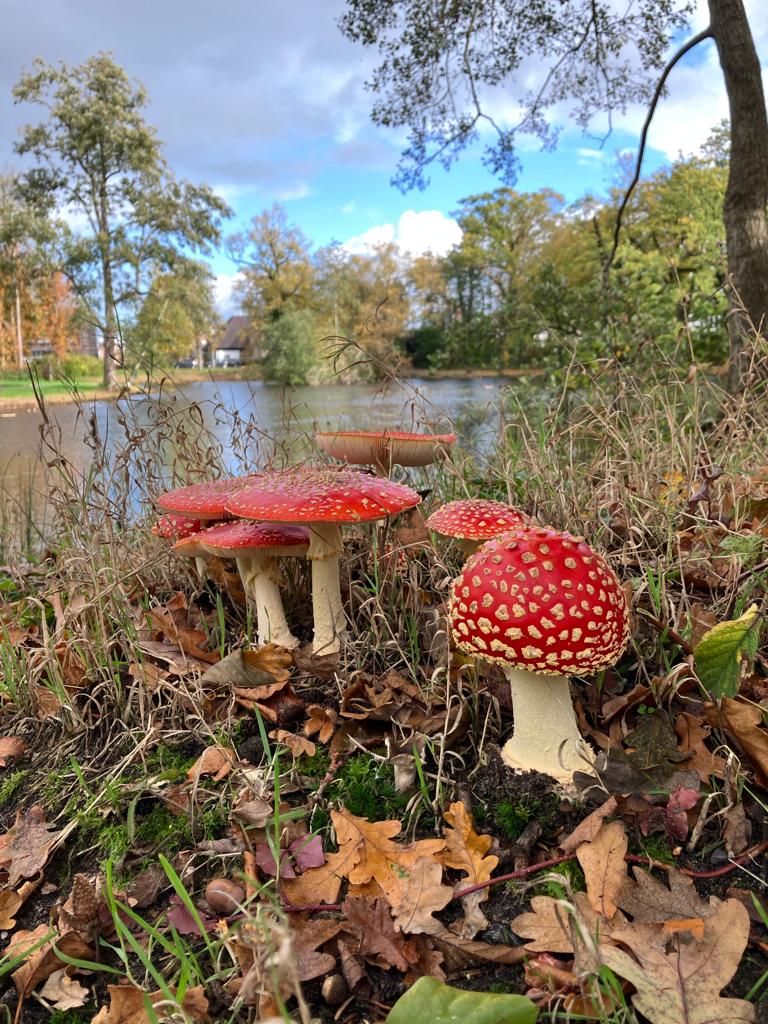 de natuur is mooi, kijk maar naar deze paddenstoelen
