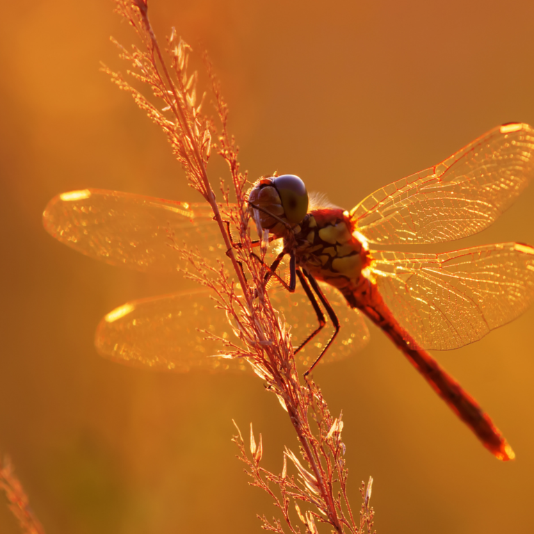 De libelle als symbool voor transformatie, het teken van verandering en licht