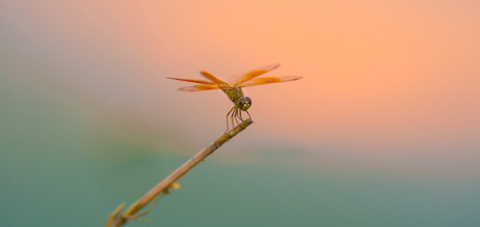 Libelle met een inspirerende betekenis